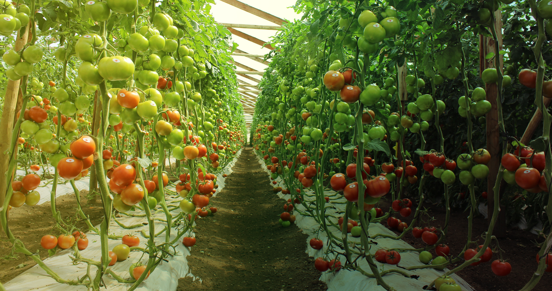 E tomate concepto importancia del